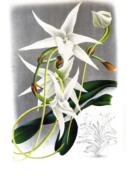 Orkide çiçek beyaz arka plan