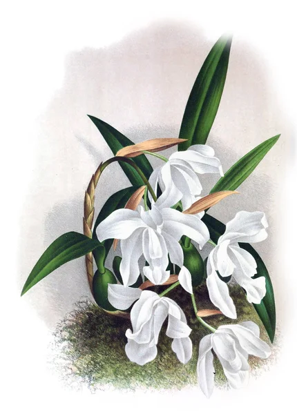 Orkide çiçek beyaz arka plan