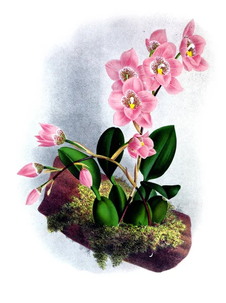 Orkide çiçek beyaz arka plan