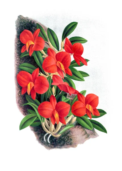 Orkide çiçek beyaz arka plan