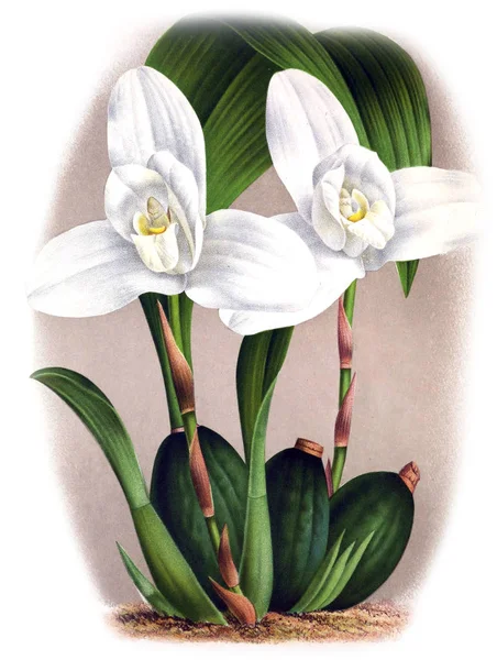 Orquídea Flor Fondo Blanco — Foto de Stock