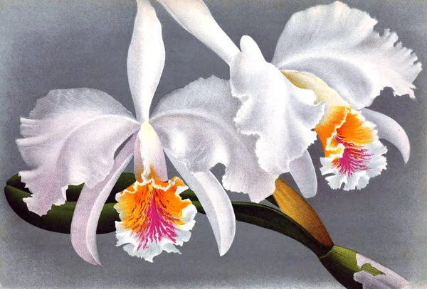 Orkide çiçek beyaz arka plan