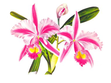 Orkide çiçek beyaz arka plan