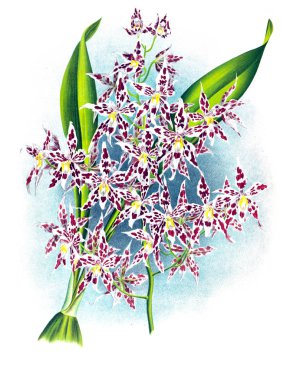 Orkide çiçek beyaz arka plan