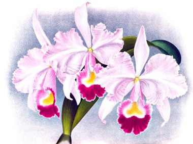 Orkide çiçek beyaz arka plan