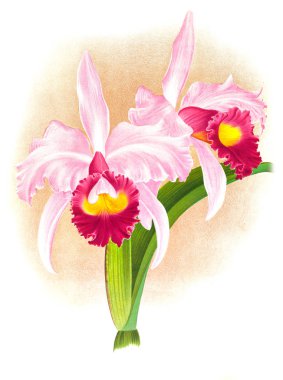 Orkide çiçek beyaz arka plan