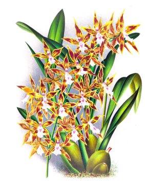 Orkide çiçek beyaz arka plan