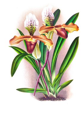 Orkide çiçek beyaz arka plan