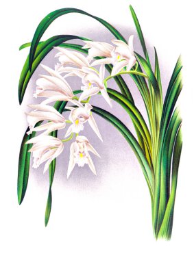 Orkide çiçek beyaz arka plan