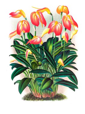 Orkide çiçek beyaz arka plan