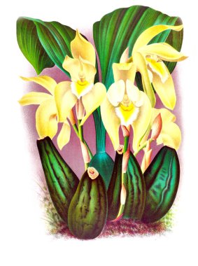 Orkide çiçek beyaz arka plan