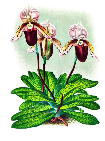 Fondo Bianco Del Fiore Del Orchid — Foto Stock