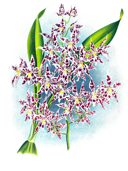 Orkide çiçek beyaz arka plan