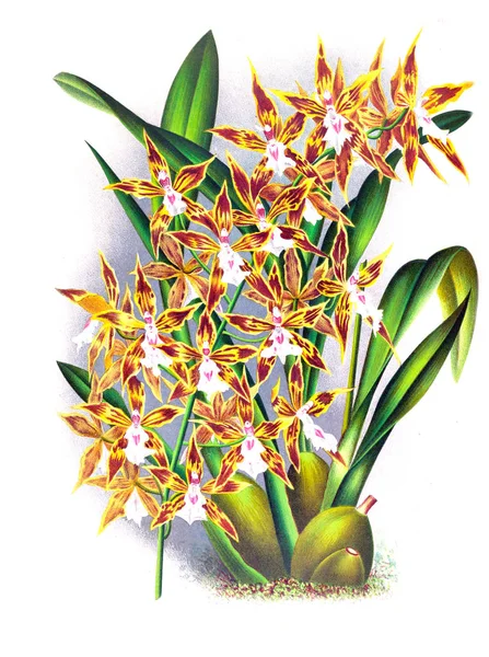 Orkide çiçek beyaz arka plan