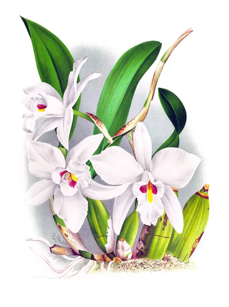 Fondo Bianco Del Fiore Del Orchid — Foto Stock