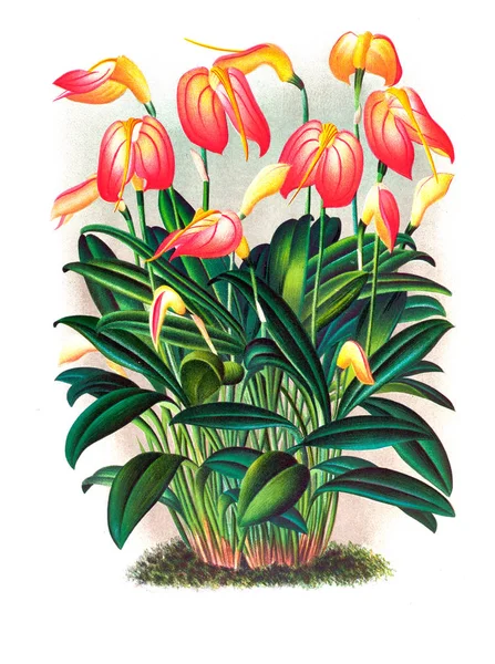 Orkide çiçek beyaz arka plan