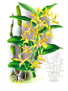 Orkide çiçek beyaz arka plan