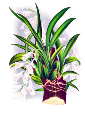 Orkide çiçek beyaz arka plan