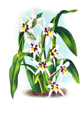 Orkide çiçek beyaz arka plan