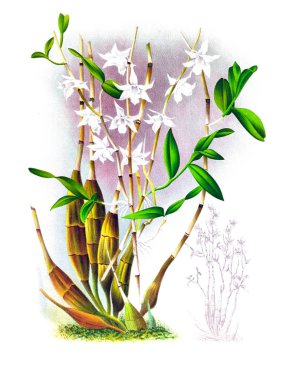 Orkide çiçek beyaz arka plan