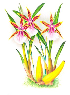 Orkide çiçek beyaz arka plan