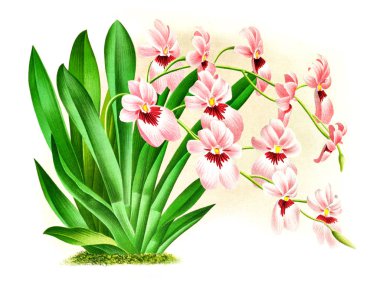 Orkide çiçek beyaz arka plan