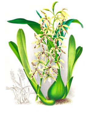 Orkide çiçek beyaz arka plan