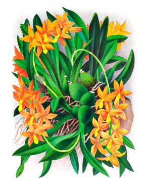 Orkide çiçek beyaz arka plan