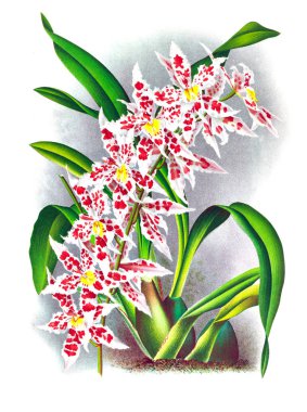 Orkide çiçek beyaz arka plan