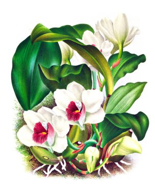 Orkide çiçek beyaz arka plan