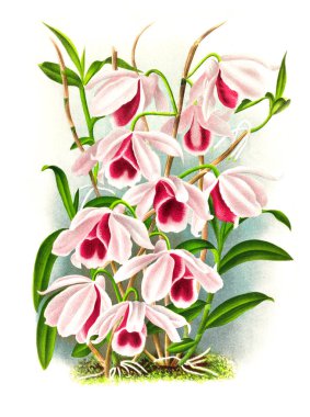 Orkide çiçek beyaz arka plan