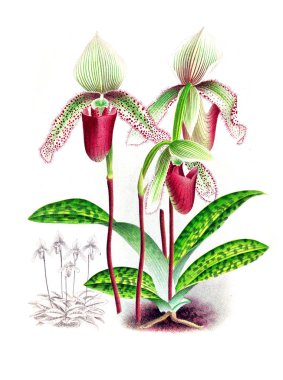 Orkide çiçek beyaz arka plan