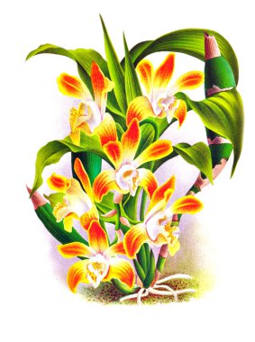 Orkide çiçek beyaz arka plan