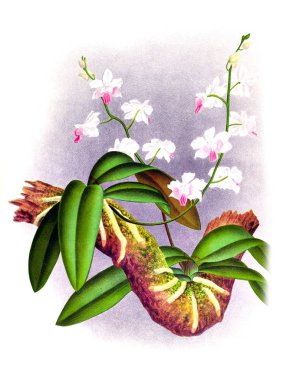 Orkide çiçek beyaz arka plan