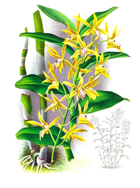 Orkide çiçek beyaz arka plan