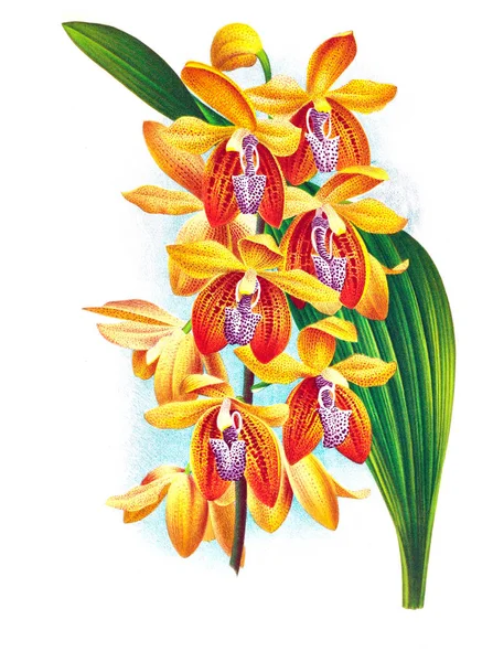 Orkide çiçek beyaz arka plan