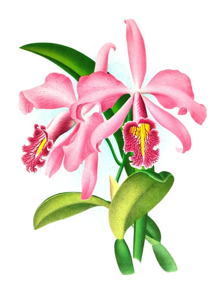 Orkide çiçek beyaz arka plan