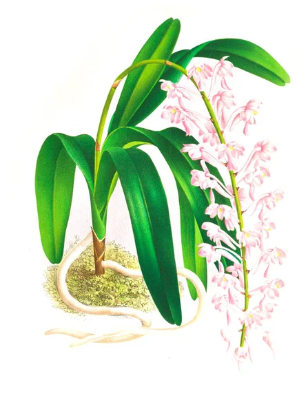 Orkide çiçek beyaz arka plan