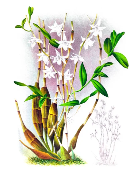 Orkide çiçek beyaz arka plan