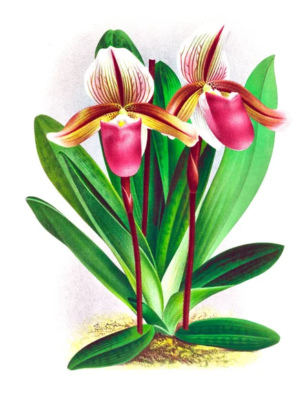 Orkide çiçek beyaz arka plan