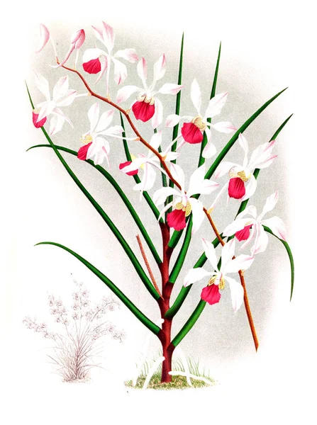 Orkide çiçek beyaz arka plan