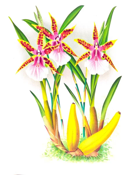 Orkide çiçek beyaz arka plan