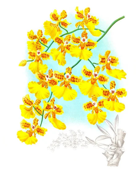 Orkide çiçek beyaz arka plan