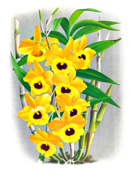 Orkide çiçek beyaz arka plan