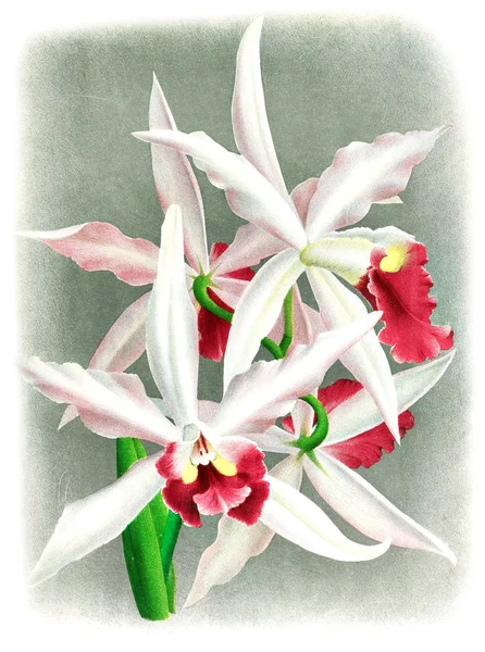 Fondo Bianco Del Fiore Del Orchid — Foto Stock