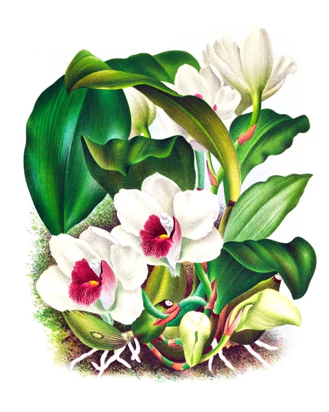 Orkide çiçek beyaz arka plan