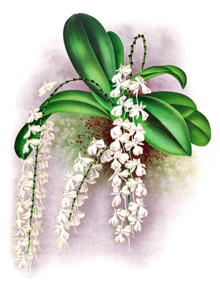 Orkide çiçek beyaz arka plan