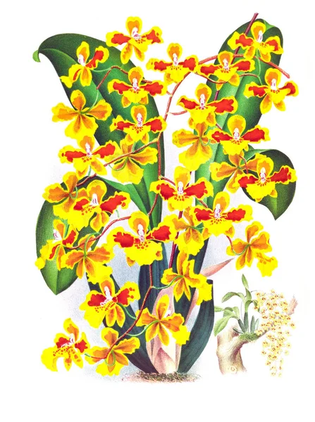 Orkide çiçek beyaz arka plan