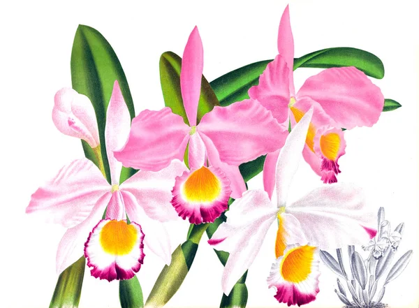 Fondo Bianco Del Fiore Del Orchid — Foto Stock