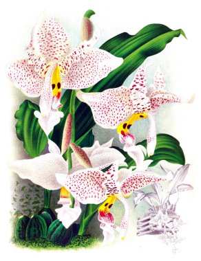 Orkide çiçek beyaz arka plan